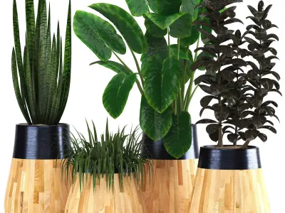 indoor plant set018 3D model
