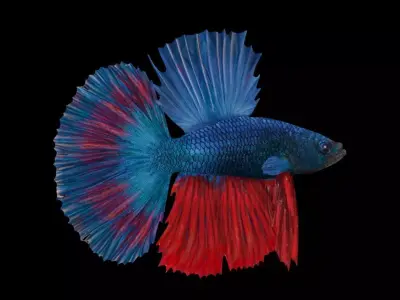 3DS Max Betta Rigged Low-poly 3D model