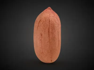 Peanut Kernel Collection 3D model