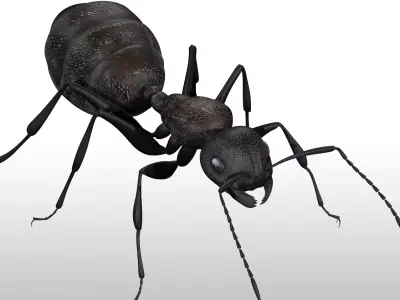 Black Ant  Low-poly 3D model
