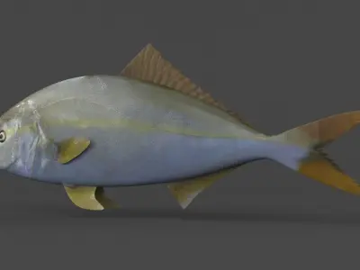 Amberjack Fish 3D model