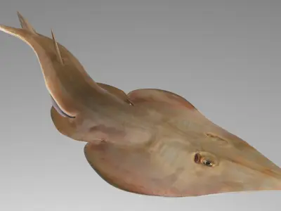 Brown Guitarfish RIGGED 3D model