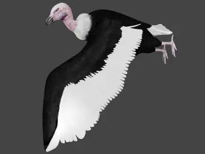 Vulture low poly fully rigged 1 Low-poly 3D model