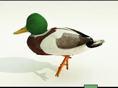 15 Ducks 15 Pond Ducks and Set 3D model