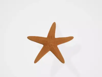 Starfish 3D model
