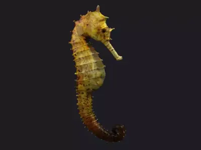 Seahorse stickleback  Water Horse Sea Dragon  Marine  3D model