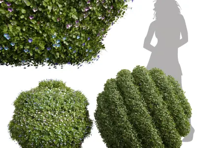 Bacopa Diffusa Sutera Decorative Ligustrum Quihoui Privet Pruned 3D model