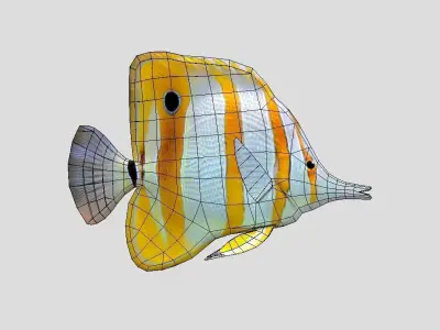 Chelmon rostratus Low-poly 3D model