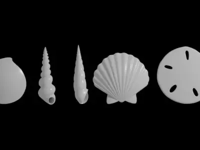 Seashells  3D model