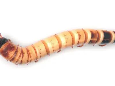 Zophobas Morio Worm 3D model