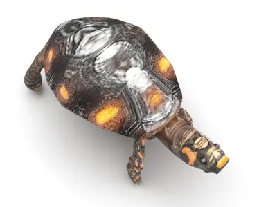 Turtle 3D model