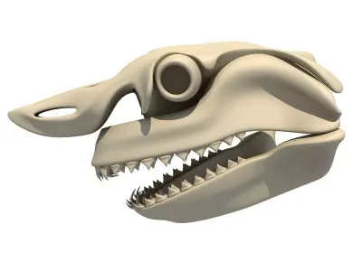Great White Shark Skull 22 3D model
