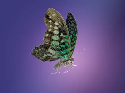 Butterfly Tayled Jay - Graphium 3D model
