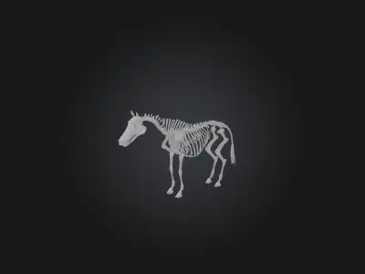 Realistic Zebra Skeleton Model Low-poly 3D model