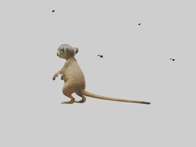 Meerkat cub watching model Low-poly 3D model