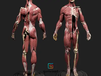 Human Anatomy Kit and Female Anatomy Kit Commercial License Low-poly 3D model