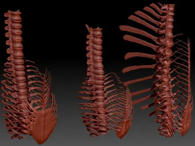 Dinosaur Spinosrs Tyrannosaurus Giganotosaurus SpineRib Skeltons 3D model