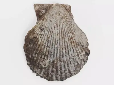 -Shell Dark- 3D model