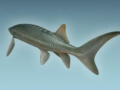Sturgeon Fish 3D model