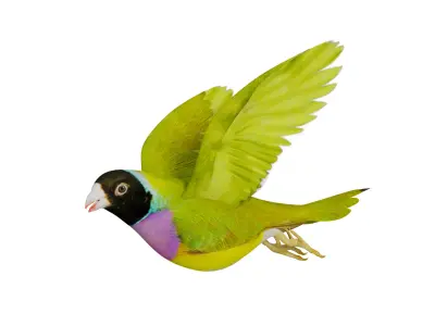 Gouldian Rainbow Finch Bird Low-poly 3D model