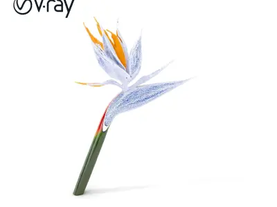 Exotic Bird of Paradise Flower Model Pack Low-poly 3D model