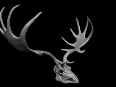 Megaloceros Giganteus or Irish Elk Skull Free low-poly 3D model