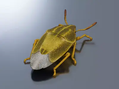 Stink bug Low-poly 3D model