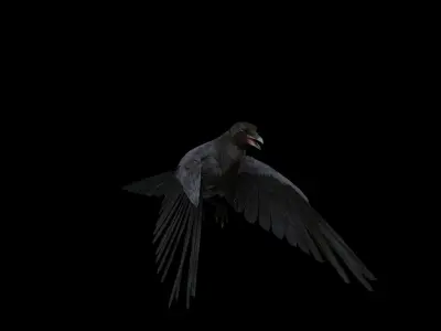 American Crow Bird Low-poly 3D model
