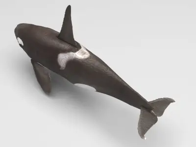 Ornicus Orca Whale 3D model