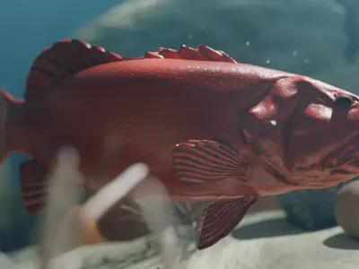 Realistic Coral Trout 3D Model Low-poly 3D model