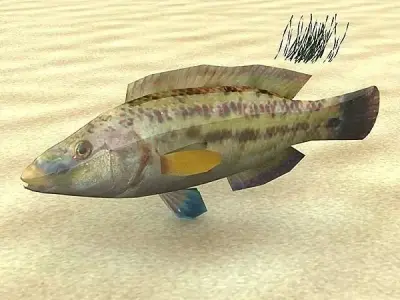 Lumbrak - Symphodus Tinca Low-poly 3D model