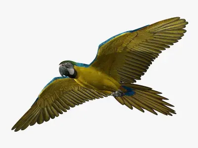 Macaw ANIMATED 3D model