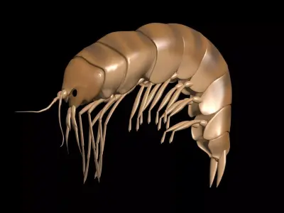 Amphipoda Gammaridae 3D model