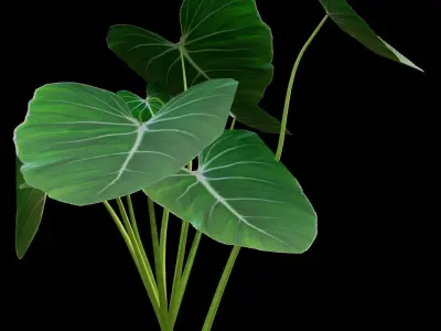 PHILODENDRON TROPICAL PLANTS COLLECTION PART 1 Low-poly 3D model