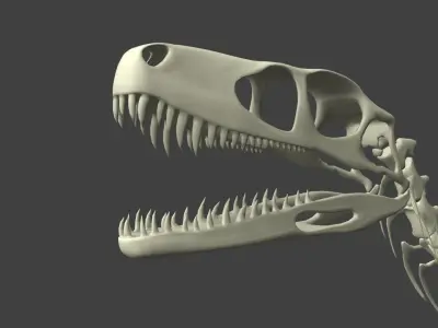 Dinosaur Skeleton Free 3D model