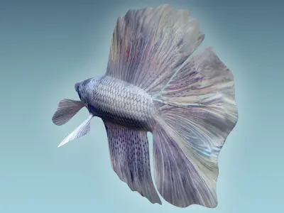 Betta Fish 3 3D model