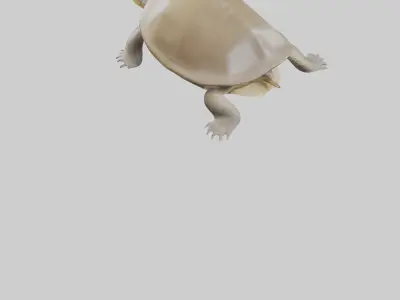 Ganges Softshell Turtle basking model 3D model