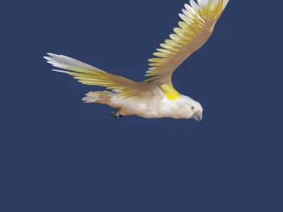 cockatoo animated Low-poly 3D model
