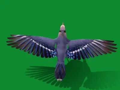 Blue Jay Bird Low-poly 3D model