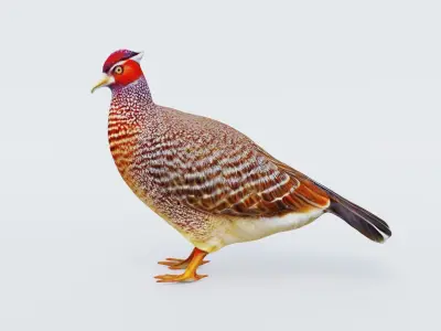 Pheasant Free 3D model