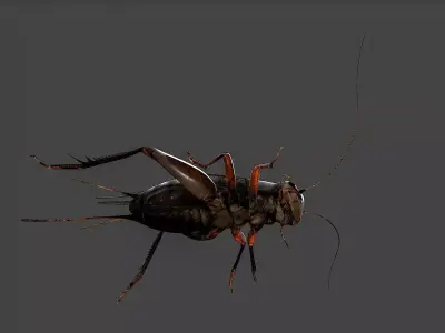 insect Low-poly 3D model