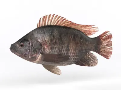 Tilapia Fish 3D model