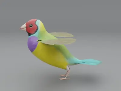 3D Gouldian Finch Model 3D model