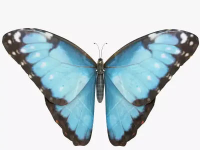 Morpho Peleides Butterfly 3D model