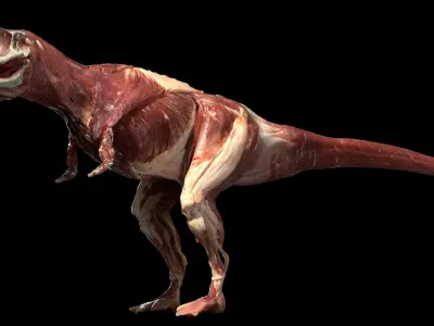 Tyrannosaurus Rex Anatomy 3D model