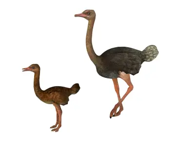 adult ostrich and ostrich chick  rig  high-poly  textured  3D model