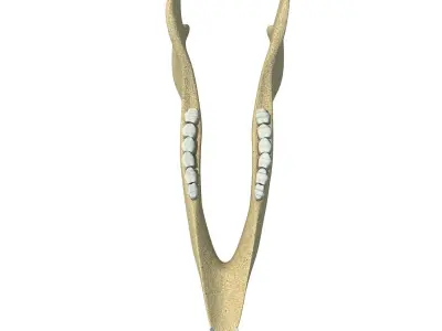 Deer Animal Jaw 3D model