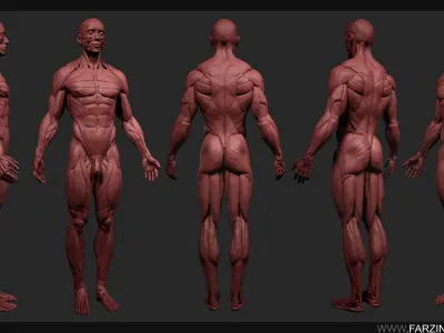 Human Anatomy Kit and Female Anatomy Kit Commercial License Low-poly 3D model