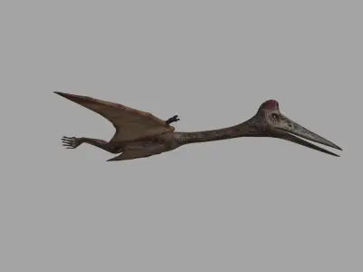 Quetzalcoatlus HD - 3d animated model Low-poly 3D model