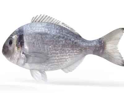 Dorado Fish 3D model